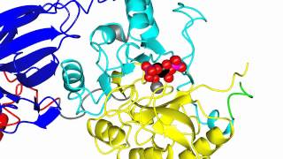 Phospholipase C delta [upl. by Ottilie]