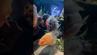 The Oscar Cichlid in the 180 Gallon Tank [upl. by Isidora232]