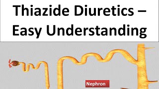 Hydrochlorthoazide Chlorthalidone Thiazide Diuretics  Pharmacology amp MOA How it works [upl. by Ainirtak]