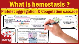 Pharmacology CVS 19 What Is Hemostasis  Platelet Aggregation and Coagulation Cascade MADE EASY [upl. by Iliak]