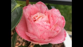 4 Camellias Hiryu Yuletide autumn flowering Margaret Davis Man Size spring flowering [upl. by Ahsimak]