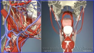 Pharynx and laryx close up  3D Human Anatomy  Organs [upl. by Valente]