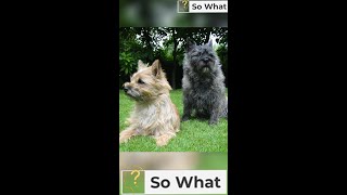 The Great House Pet Cairn Terriers [upl. by Ykcor]