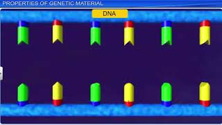 Molecular Basis of Inheritance 07  Regulation of Gene Expression  Pure English  12th  NEETCUET [upl. by Otti]