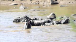 Hippo interferes with crocodile kill during Great Migration [upl. by Nysila]