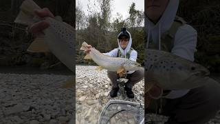 Fly Fishing in the Dolomites flyfishing fishing fish fishingvideo trout shorts fishinglife [upl. by Rayshell]