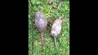 Three baby armadillos digging in the mud [upl. by Dirtsa]