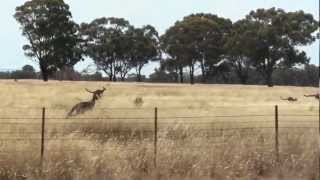 Kangaroos jump beside car [upl. by Ahsiyt]