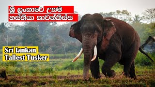 Sri lankan tallest tusker kawanthissa elephant wildlife srilanka kawanthissa [upl. by Lrad]