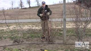 Blueberry Pruning Demonstration [upl. by Aivull156]