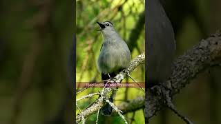 The Grey Catbirds Incredible Singing Voice  Bird Sounds shorts [upl. by Purington]