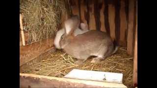 KOPULACJA KRÓLIKÓW  copulation of rabbits [upl. by Darahs]