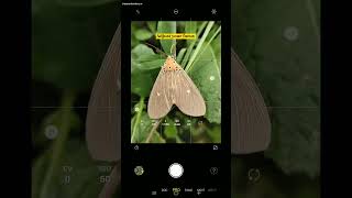 Wait for macro results 😮🔥 Closeup Photography shorts shortvideo macro mobilephotography yt [upl. by Viguerie]