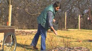 Fertilizing Blueberries and Fruit Trees [upl. by Dona]