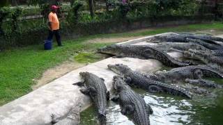 Crocodile Feeding at Langkawi Crocodile Farm [upl. by Piefer]