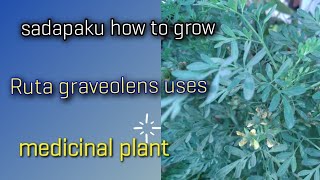 57 Sadapaku  how to grow uses sadapaku in terrace garden pest control [upl. by Eirallam]