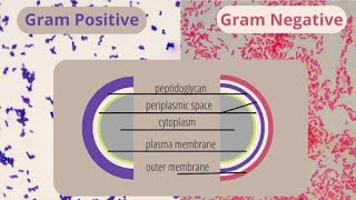 Staining techniques Gram stain and Acidfast stain [upl. by Yahsal]