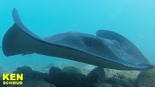 Rochen im Hafenbecken von Vueltas  La Gomera 2016  Valle Gran Rey [upl. by Assetak]