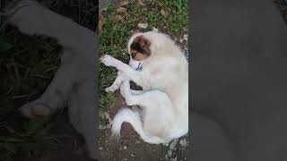 Stray dogs in evening  White Stray dog relaxing in grass  Black Cat amp Goat  Birds trending vlog [upl. by Mercer]