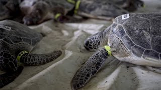 Texas  Rescatan a casi 5 mil tortugas “aturdidas por el frío” [upl. by Darline]