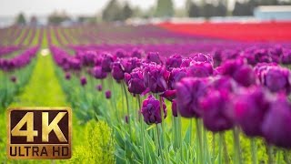 4K  Tulip Flowers  2 Hours Relaxation Video  Skagit Valley Tulip Festival in WA State  Episode 1 [upl. by Lemcke908]