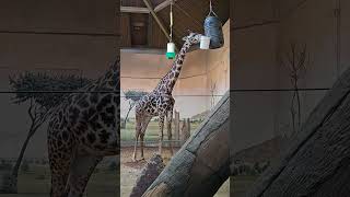 Super real AI made Giraffes 🦒 video [upl. by Esra]