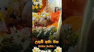 🙏Borelle kovida thero funeral viralvideo shortvideo [upl. by Yenots839]