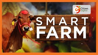 SMART FARM  Focus on Sahiwal cattle breed in Narok [upl. by Lonne]