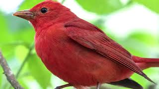 Summer Tanager Bird Sound Bird Song Bird Call Bird Calling Chirps Lissen Birds Vocalization Song [upl. by Ardnnaed975]