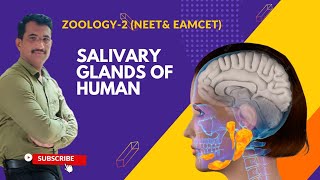 SALIVARY GLANDS OF HUMAN BEINGS [upl. by Ardnaet]