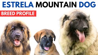 Estrela Mountain Dog Breed Profile History  Price Traits Estrela Mountain Dog Dog Grooming Needs [upl. by Arocahs]