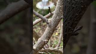 Pruning an apricot tree 🌳 ✂️ sharppruners urbanhomesteading [upl. by Nitsud773]