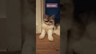 so cute marshmallow cuteanimal viralvideo cat ytshorts [upl. by Cecilio]