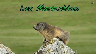 MARMOTTES dans les Ã©boulis du volcan [upl. by Menell]