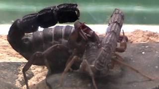 African Spitting Scorpion Breeding [upl. by Zora]