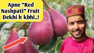 Red Pear 🍐 Orchard  Apne quotRed Nashpati Fruit Dekha h kbhipear farming Virender Negi vlogs [upl. by Aelahc916]