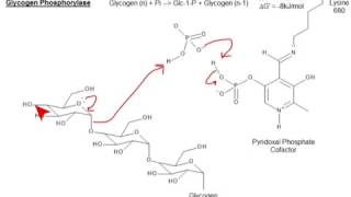 CHEM 407  Glycogen Metabolism  Glycogen Phosphorylase [upl. by Kafka359]