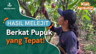 Cara Pemupukan Kakao Tepat BUAH AUTO LEBAT [upl. by Akinnor]