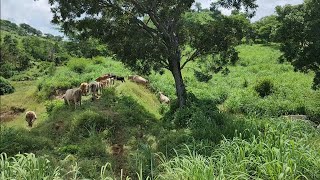 CAMBIANDO EL GANADO DE POTRERO 🐄🐂🐃🇲🇽 [upl. by Grazia]