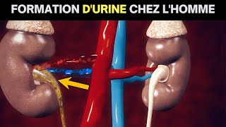 Le fonctionnement fascinant du système urinaire  Comprenez comment votre corps produit de lurine [upl. by Akinit]