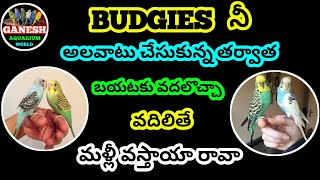 budgies నీ అలవాటు చేసుకున్న తర్వాత బయటకు వదలొచ్చా వదిలితే మళ్లీ వస్తాయా రావా [upl. by Ainavi]