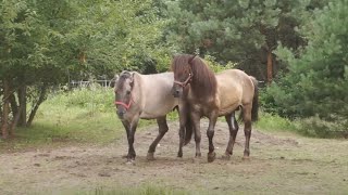 Ogier Tort kryje w tabunie Konika Polskiego [upl. by Ahsitak]