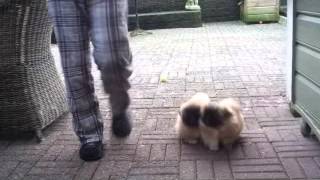 Rafael and Donatello pekingese puppies [upl. by Katha]