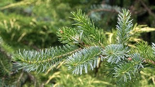 Mountain Tara  Pančićeva omorika Picea omorika [upl. by Elram]