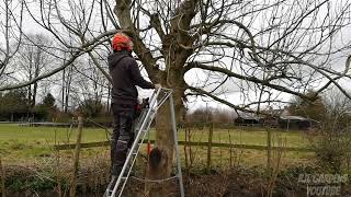 Pollarding and Pruning an ASH TREE [upl. by Johnston]