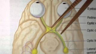 Cranial Nerves 2 of 12 Optic Nerve  Head and Neck Anatomy 101 [upl. by Arlen443]