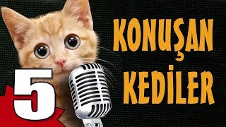 Konuşan Kediler 5  En Komik Kedi Videoları [upl. by Nytsua]