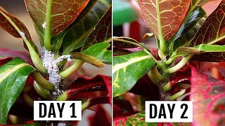 5 SIMPLEST Ways To GET Rid of Mealybugs In MINUTES [upl. by Ylrehc]