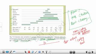 Gene Organisation  Gene  Nuclear vs Organellar Genome  dbtjrf2023 [upl. by Eeclehc]