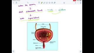 Duplex renal pelvis and ureter  WeigertMeyer Law [upl. by Annirac248]